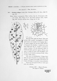 Ovularia obliqua image
